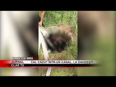 stire 18 05 2020 Cal căzut într-un canal, la Davideşti