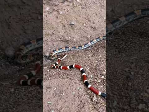 serpiente coralillo y falsa coral
