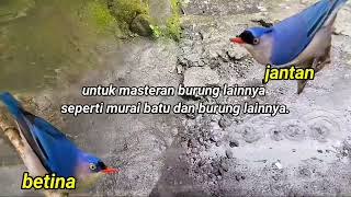 Download lagu suara pikat burung rambatan jantan dan betina ampuh pikat burung liar anti zonk jejak si thole jt8 mp3