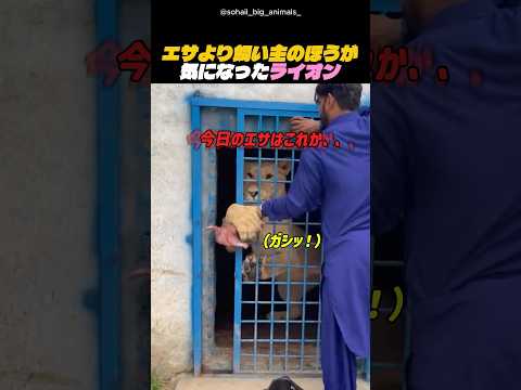 エサより飼い主のほうが気になったライオン