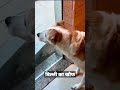 DOG FEAR ANGRY CAT Shorts Funny Comedy Status Memes Dog Cat Animals