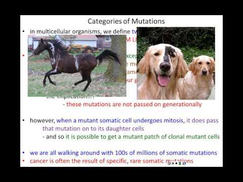 Lecture 15 - Gene Mutations and DNA Repair