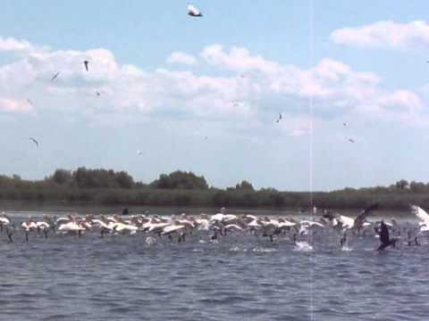 Stol de pelicani la pescuit - Close up