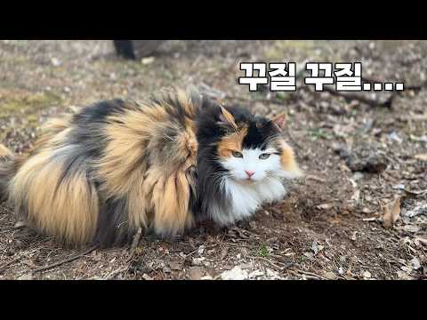 털이 떡져있어서 다 잘라냄.. 그래도 이뿌다...