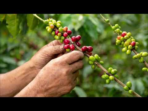 FINCA AGROPECUARIA TIMBIO CAUCA