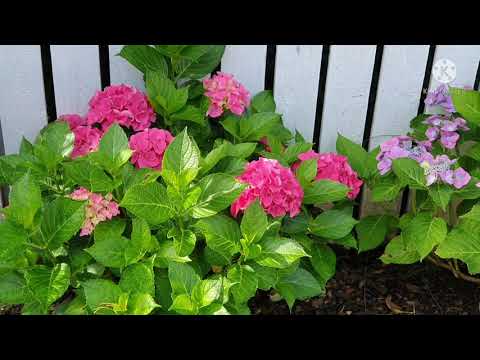 The walk of life: Summer flowers