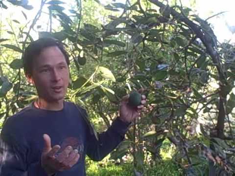 A Visit to Exotica Rare Tropical Fruit Nursery in Vista California Video
