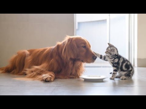 Baby Cats - Cute and Funny Cat VideosCompilation #02| Madhu Studio #animals #Madhu studio #funnycats