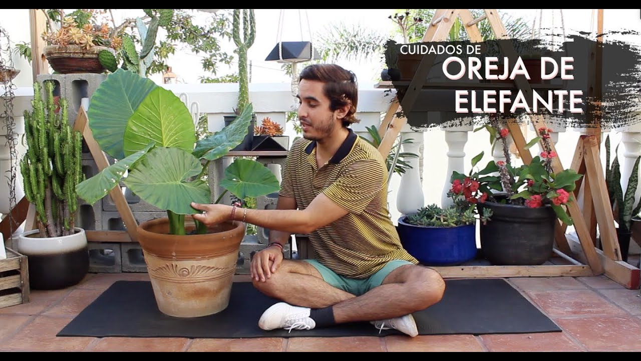 Cuidados y Tips de | OREJA DE ELEFANTE \\ Alocasia Odora \\ Elephant Ear Plant