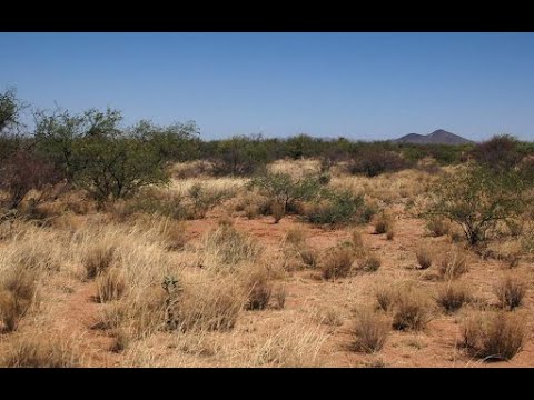 Цөлд ямар нэг юм байна 