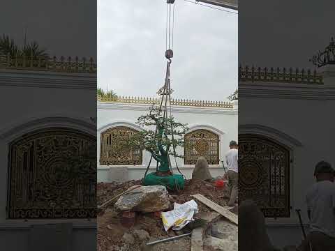 Cây cảnh sân vườn biệt thự