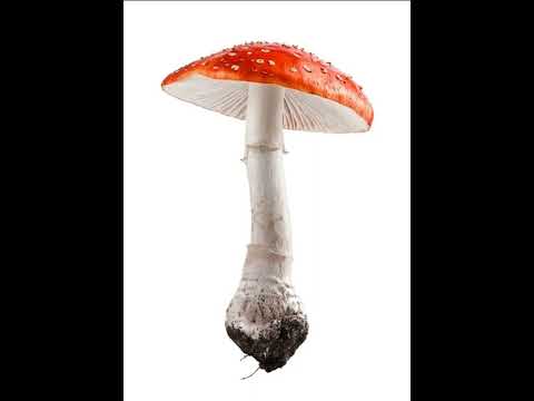 Dardone - Под Грибами(Prod by Dardone)