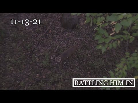 MID-NOVEMEBER BUCK! COMES INTO RATTLING!!!