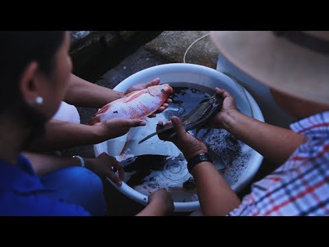 Kumita sa pag-aalaga ng Saline Tilapia | TatehTV Episode 33 Video