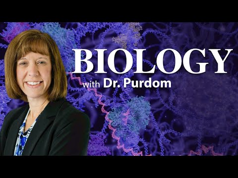 Chromosome 2 Fusion: Evidence for Evolution? - Georgia Purdom