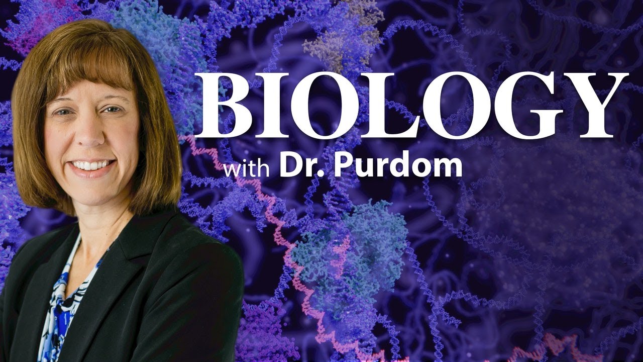 Chromosome 2 Fusion: Evidence for Evolution? - Georgia Purdom