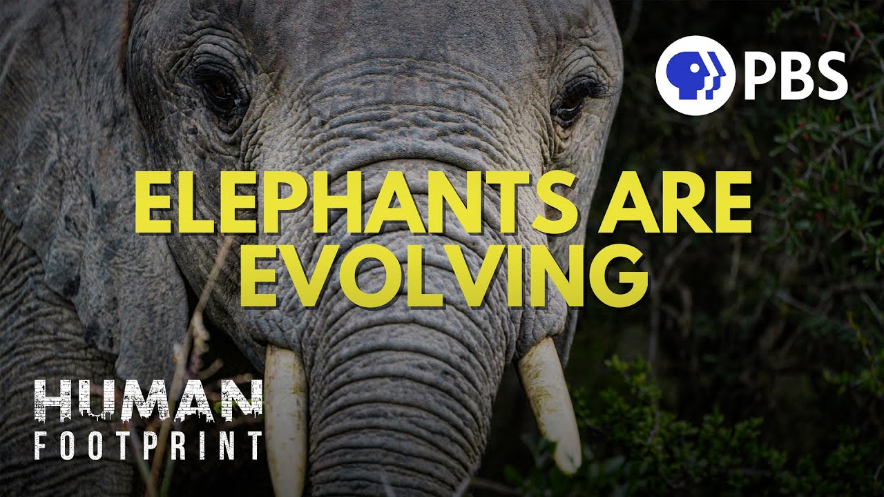 How Humans Are Reshaping Elephant Evolution