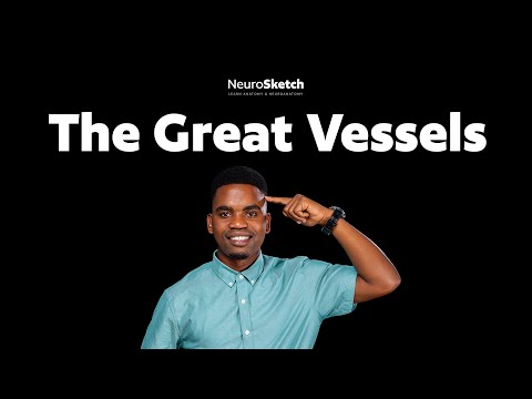 The great vessels of the Heart 🫀