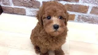 トイプードルの動画01