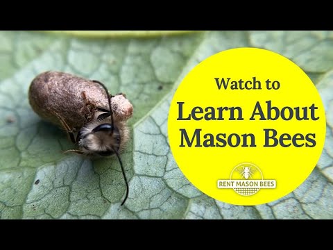 Learn About Spring Pollinators - Mason Bees