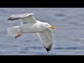 The Unexpected Danger Of Herring Gulls