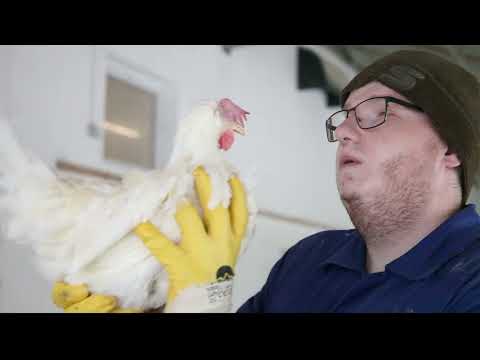 TAGWERK Impressionen - Bruderhahn und Schwesterhenne auf dem Grosserhof