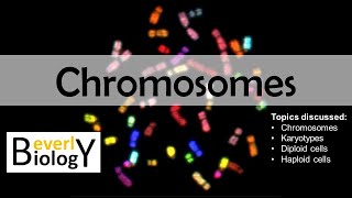 Chromosomes (diploid vs haploid) - updated