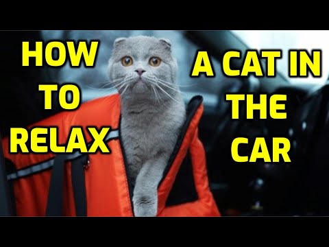 How To Travel With A Cat In The Car