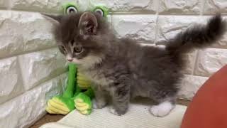 サイベリアンの動画01