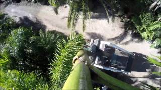 Royal Palm Tree Installation
