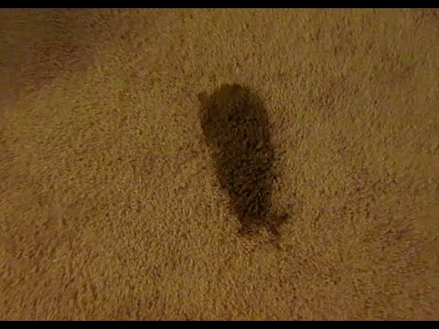 Cleaning SLIMY DIARRHEA DOG POOP FROM THE CARPET TURD STAIN REMOVAL