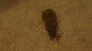 Cleaning SLIMY DIARRHEA DOG POOP FROM THE CARPET TURD STAIN REMOVAL
