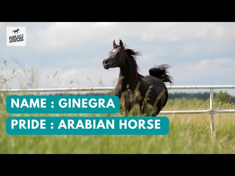 Arabian Horse GINEGRA - Moniscione x Ginerva