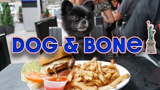 Dog Friendly Restaurants NYC: We go to Dog & Bone in Manhattan for DOG ICE CREAM! | SnackGangNYC