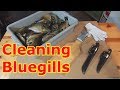 How To Clean A Bluegill (Boneless)