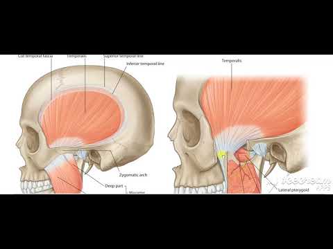 Skeletal muscles forms 3