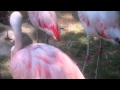 Flamingo Fight