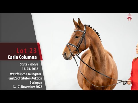 Online-Auktion Lot 23 Carla Columna Stute v. Cornet Obolensky - Optimist