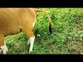 Cow Pooping