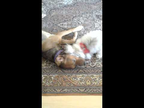 ALBENA BEGRÜSST IHREN GROßEN FREUND