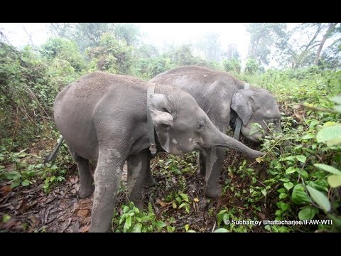 Help Save Elephants in India