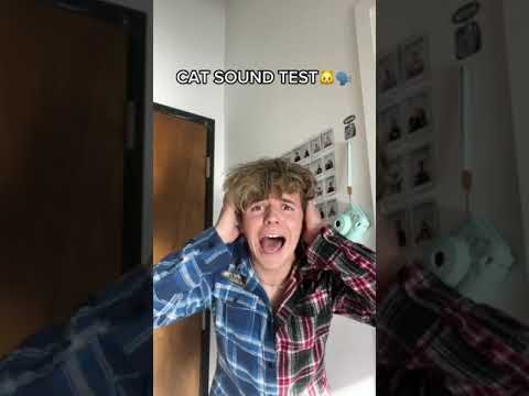 Only cats can hear this video🐱👂🏼