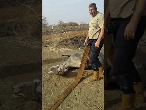 Camel rescue after spending 2 nights in water Video