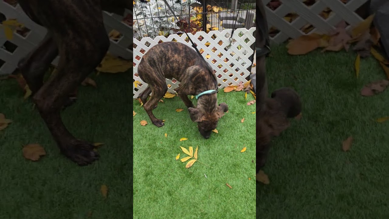 Enlarge Dipper, a Adoptable mixed breed in Blairstown, NJ video 2/5