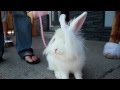 Grand Benders: Princess Coco - Save the bunny ...