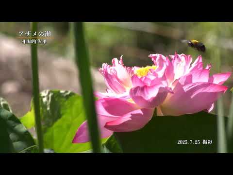 【佐賀県唐津市の風景：４K映像】アザメの瀬(令和7年7月25日撮影：相知町佐里）
