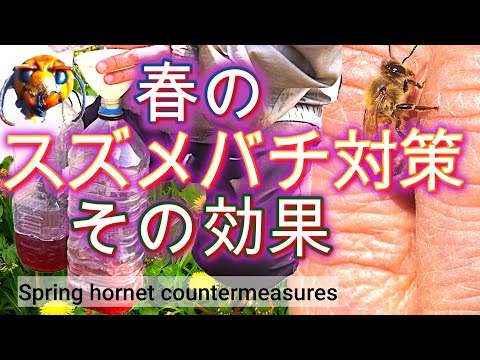 経済学科 晴蜂雨読 52／春のスズメバチ対策には、いったいどのような効き目があるのか？ (2025年5月、その2)／山崎亮一／日英字幕／Spring hornet countermeasures／Sub