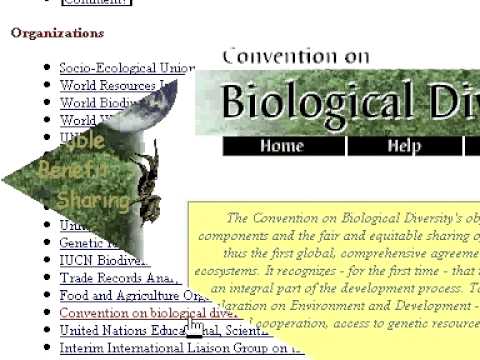 Ecolynx project video (2000) (video)