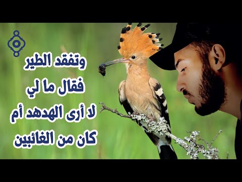 وتفقد الطير… ما لي لا أرى الهدهد 🐜😴 | “Recitation From Surah An-Naml | Bilal Darbali