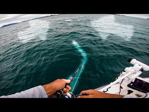 FULL SPEED through Bait Ball